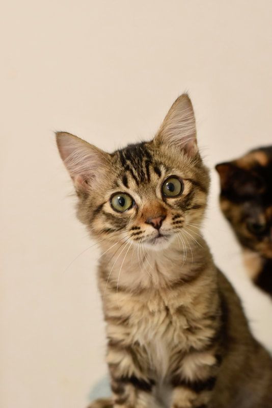 Two kittens are sitting next to each other and looking at the camera.