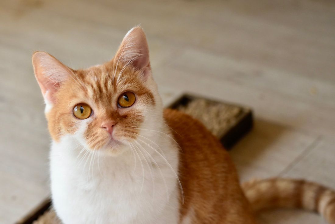 An orange and white cat is sitting on the floor looking up at the camera.