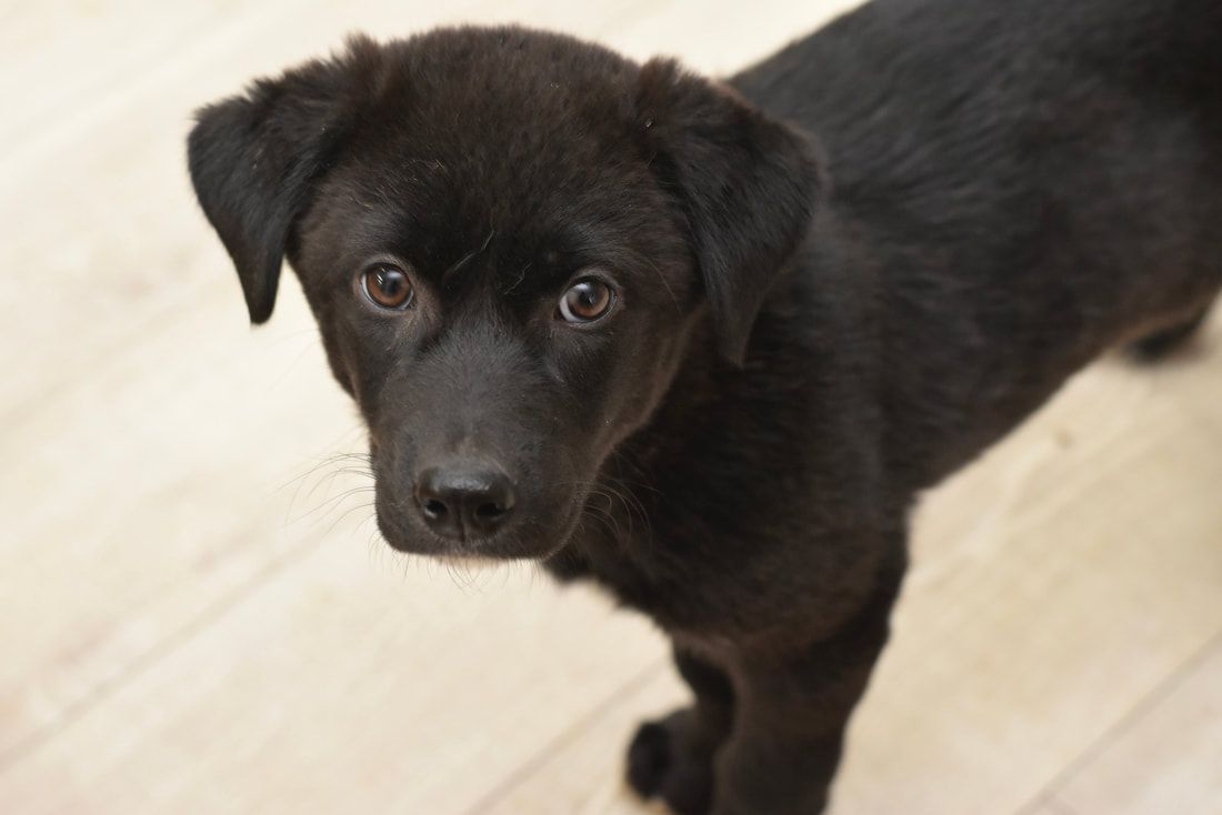 A black puppy is standing on a wooden floor and looking at the camera.