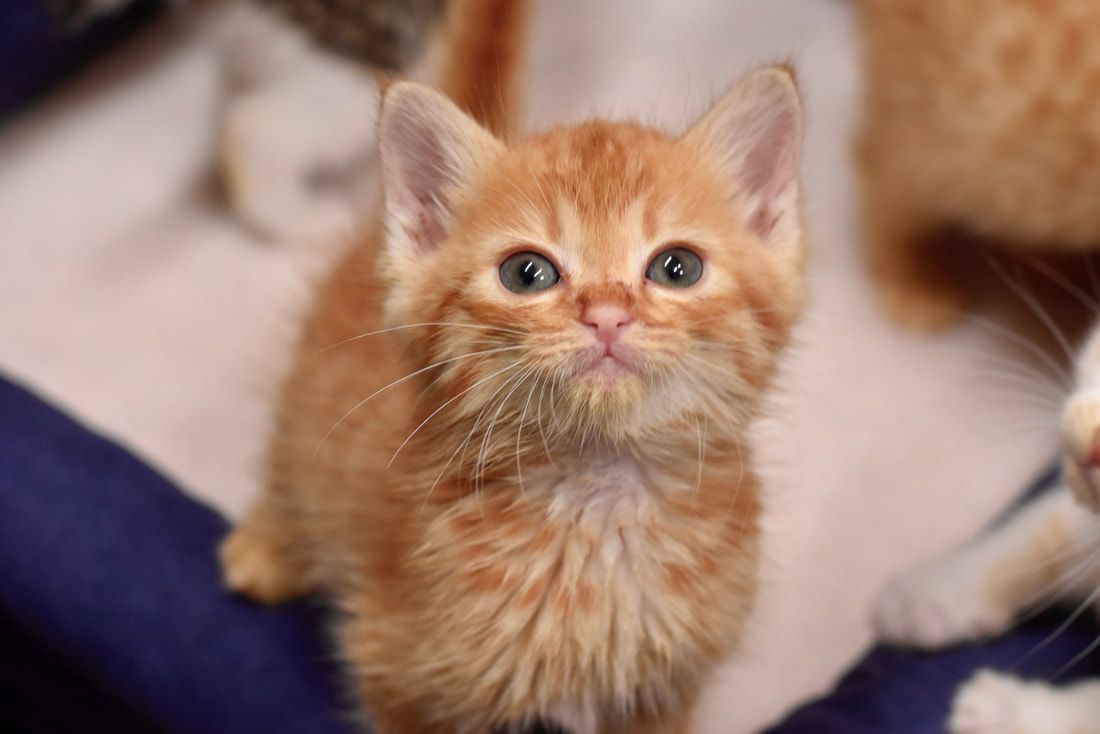 A close up of an orange kitten looking at the camera