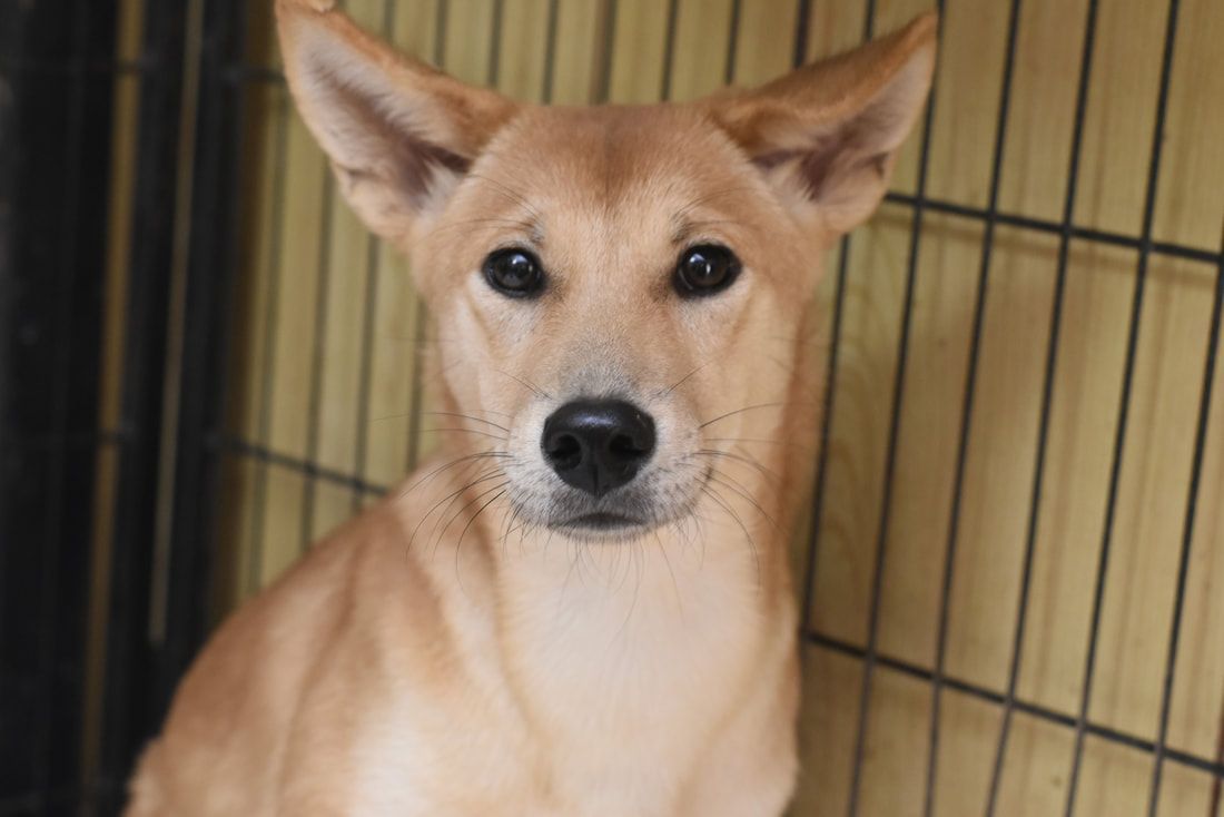 A brown dog is sitting in a cage and looking at the camera.