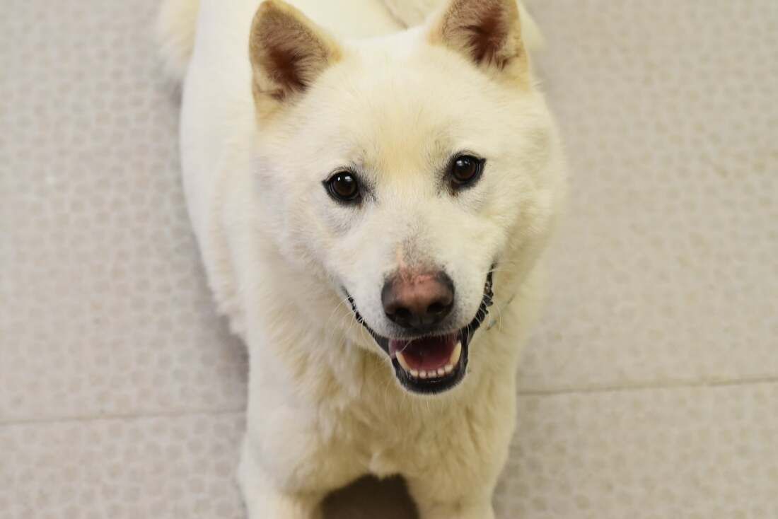 A white dog is standing on a tiled floor and smiling at the camera.