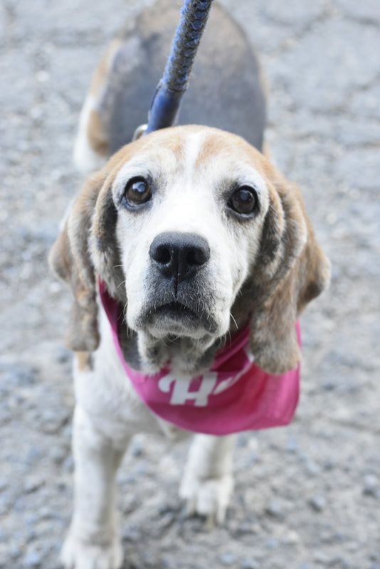 A beagle wearing a pink bandana and a leash