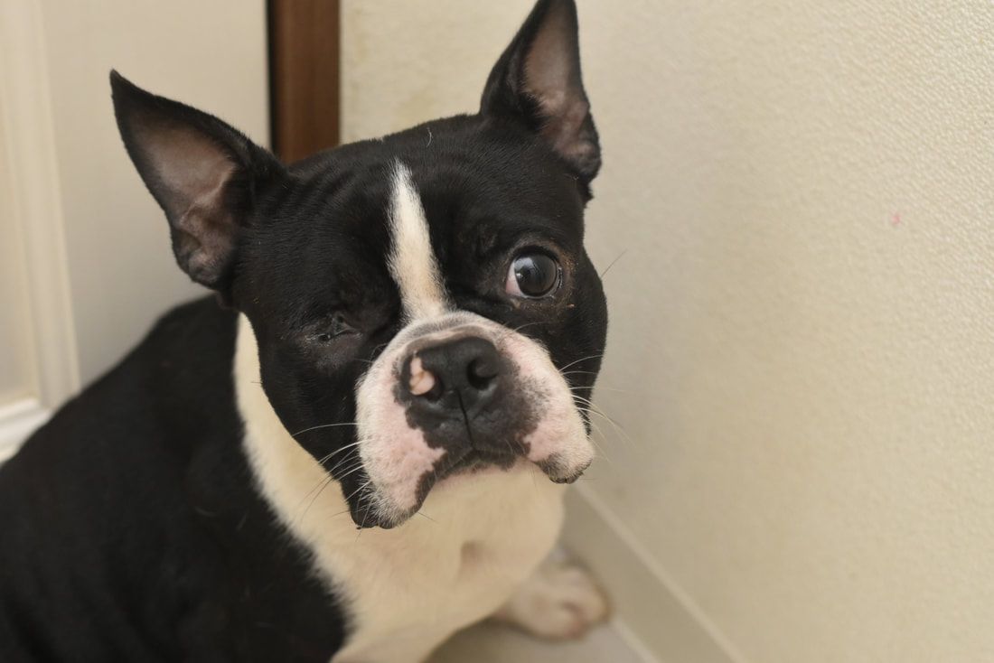 A black and white dog is sitting next to a wall and looking at the camera.