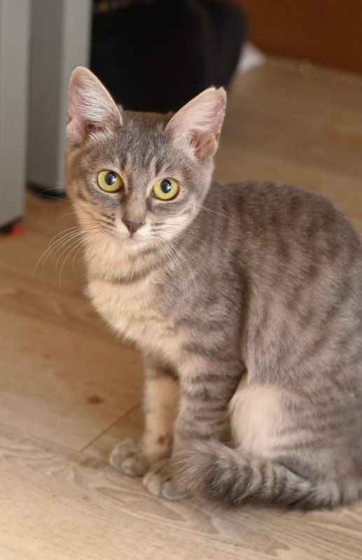 A cat is sitting on a wooden floor and looking at the camera.