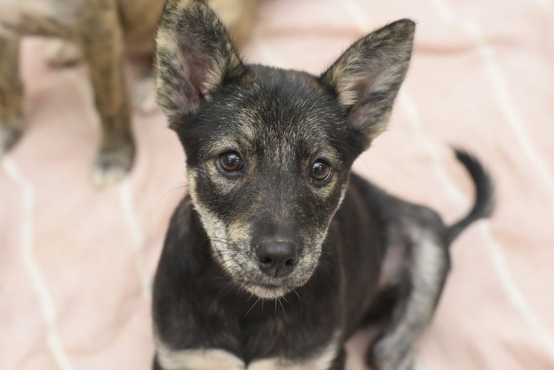 A small black dog is sitting on a pink blanket and looking at the camera.
