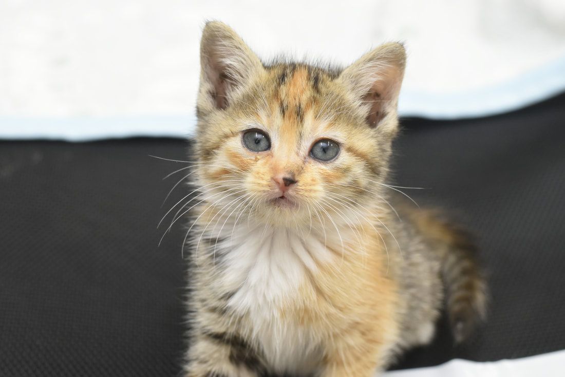 A small kitten is sitting on a bed and looking at the camera.