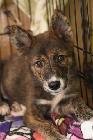 A brown and white puppy is laying on a blanket in a cage.