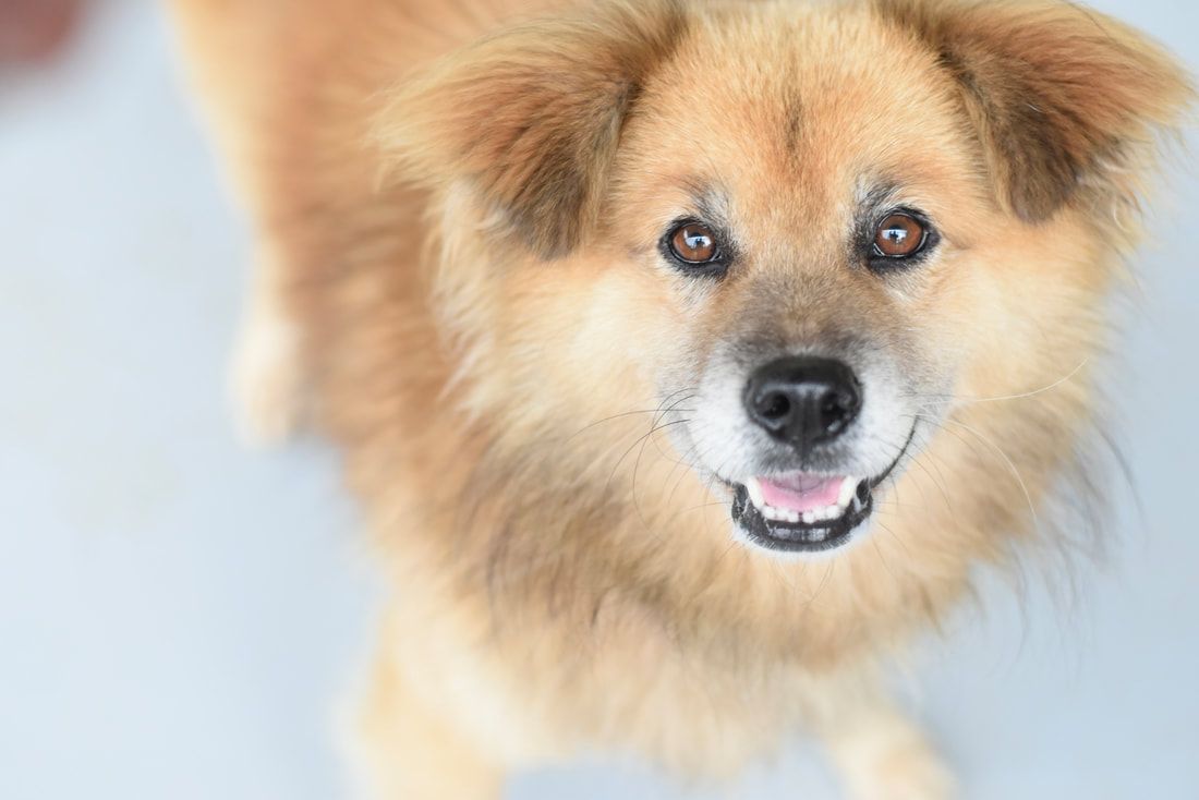 A close up of a brown dog looking at the camera.