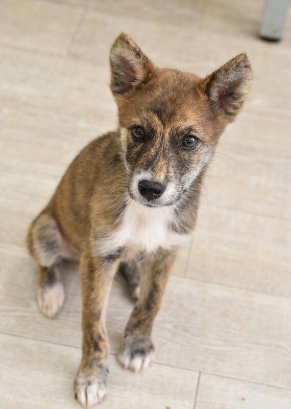 A brown and white puppy is sitting on a tiled floor and looking up at the camera.