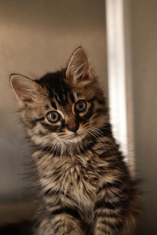 A fluffy kitten is sitting in a cage and looking at the camera.