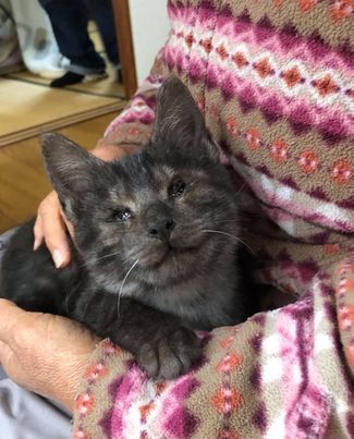 A person is holding a gray kitten in their arms.
