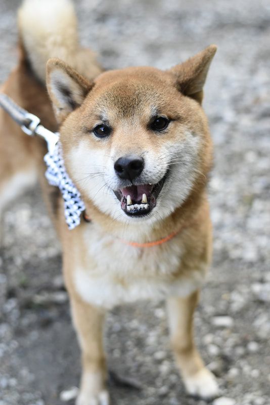 A close up of a shiba inu dog on a leash.