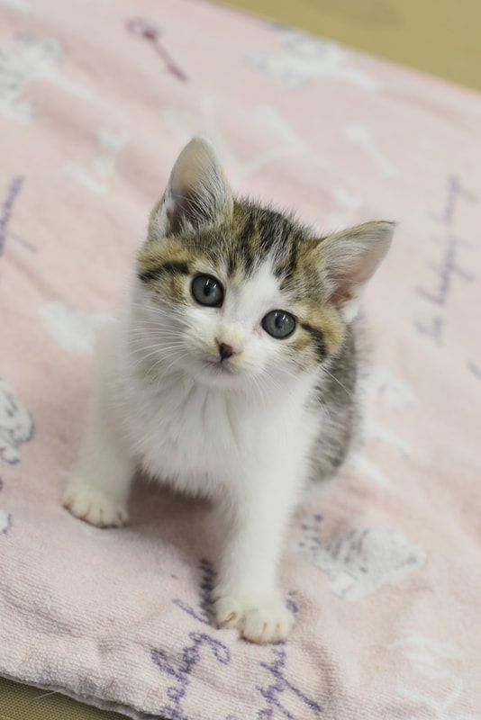 A small kitten is sitting on a pink blanket and looking at the camera.