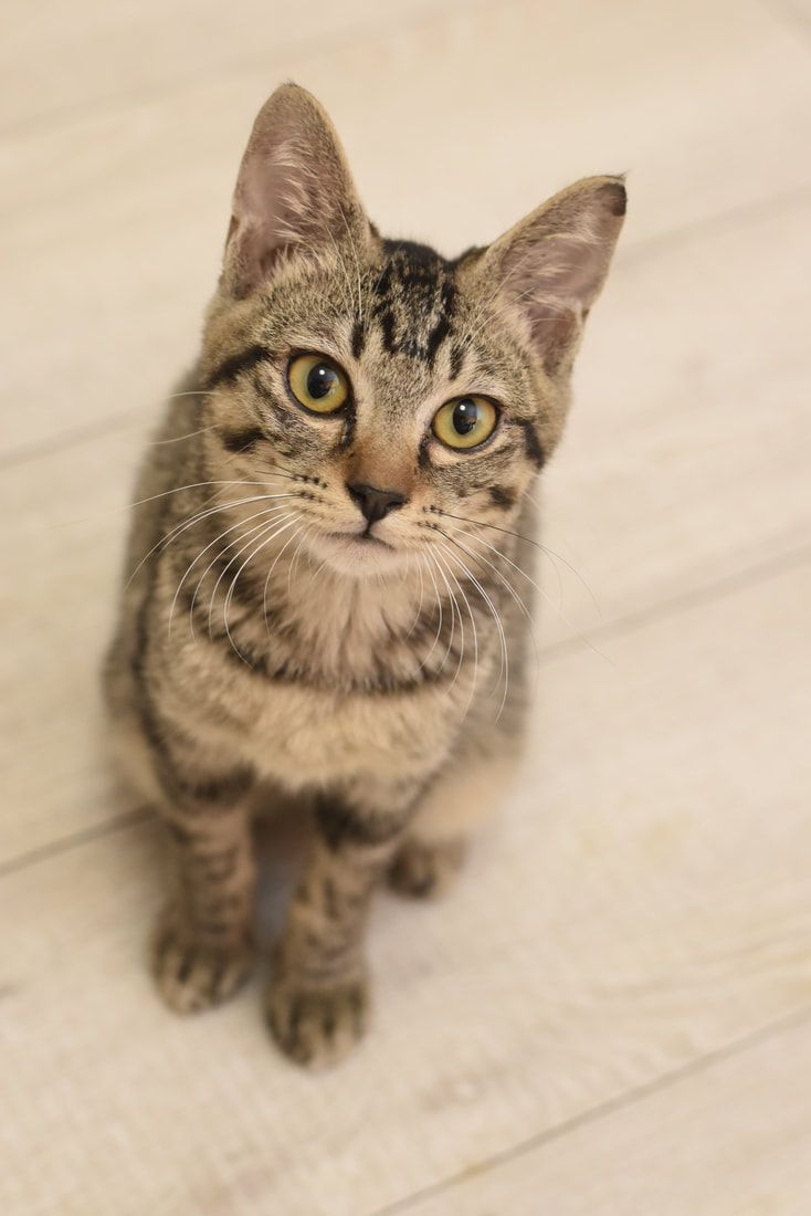 A cat is sitting on a wooden floor and looking up at the camera.
