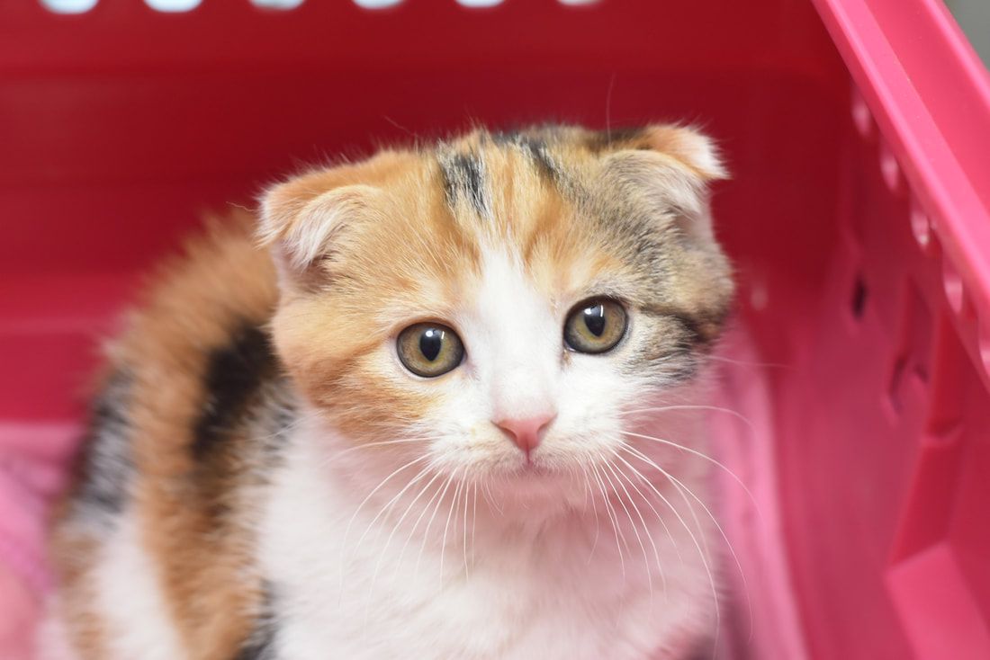 A calico kitten is sitting in a pink carrier and looking at the camera.