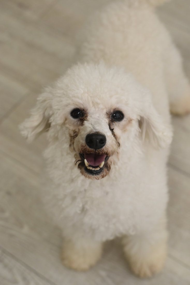 A white poodle is standing on a wooden floor and looking at the camera.