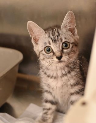 A kitten is sitting on a white blanket and looking at the camera.