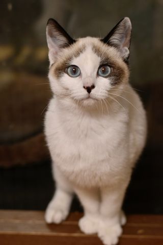 A white and brown cat with blue eyes is standing on a wooden ledge and looking at the camera.