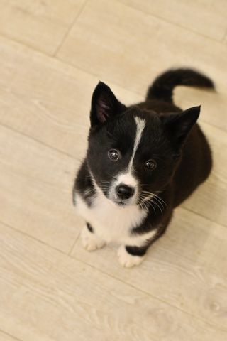 A black and white puppy is sitting on a wooden floor looking up at the camera.
