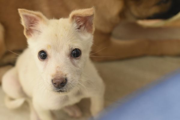 A white puppy is sitting on the floor and looking at the camera.