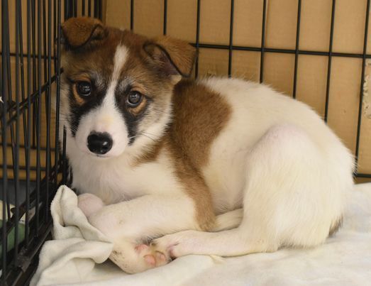 A brown and white puppy is laying on a blanket in a cage.