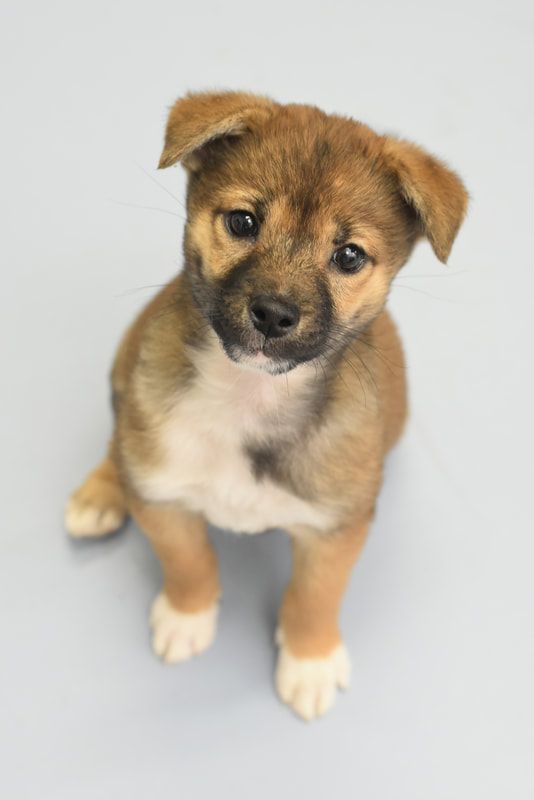 A brown and white puppy is sitting on a gray surface and looking up at the camera.