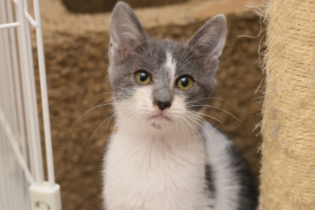 A gray and white kitten is sitting in a cage and looking at the camera.
