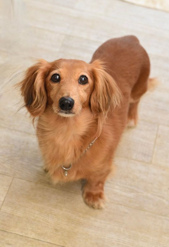 A brown dachshund is standing on a wooden floor and looking up at the camera.