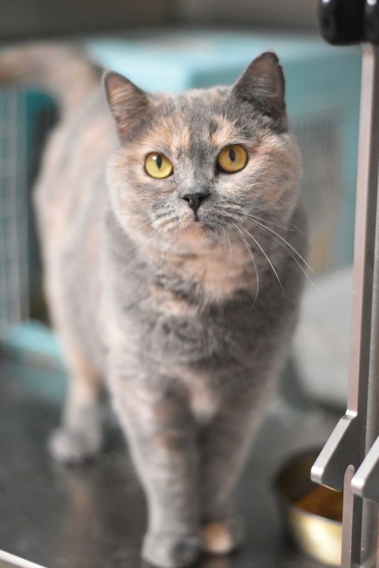 A cat with yellow eyes is standing on a table and looking at the camera.