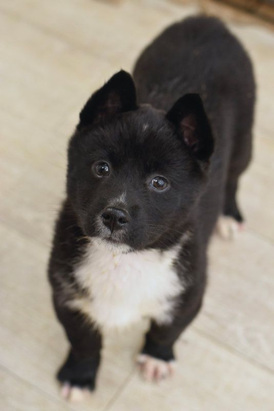 A black and white puppy is looking up at the camera
