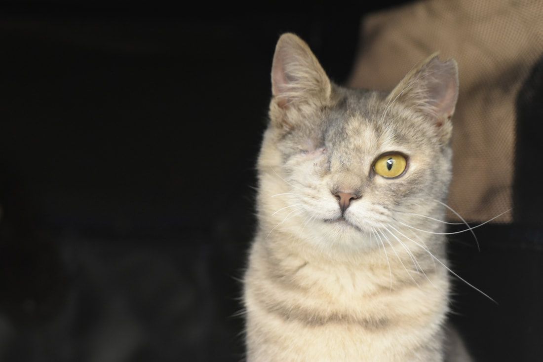 A close up of a cat with yellow eyes looking at the camera.