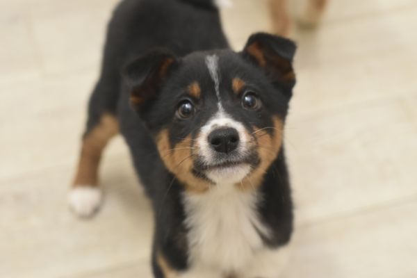 A black , brown and white puppy is looking up at the camera.