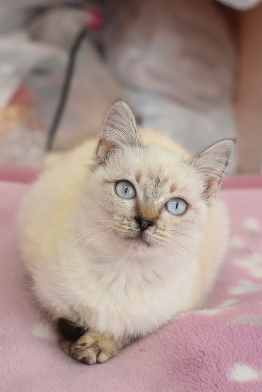 A white kitten with blue eyes is laying on a pink blanket.