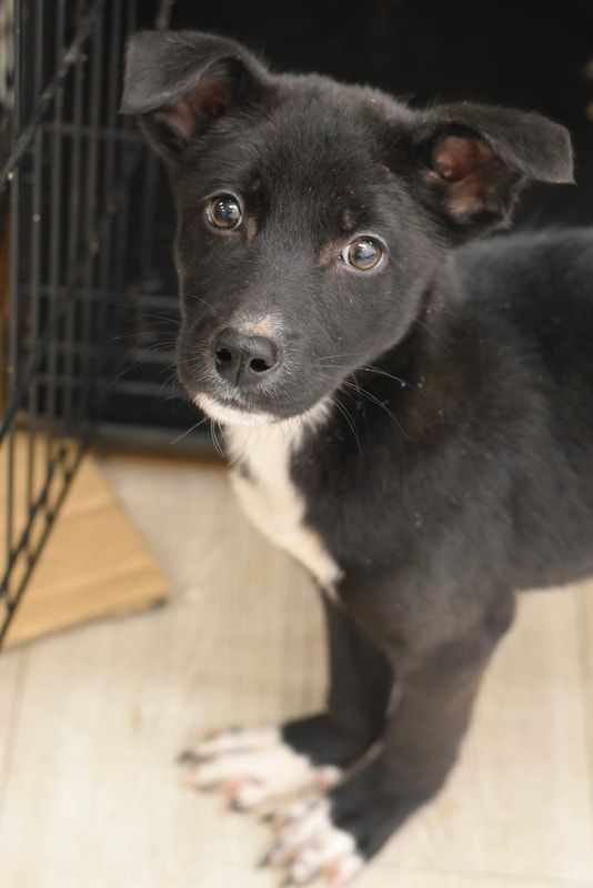 A black and white puppy is standing next to a cage and looking at the camera.
