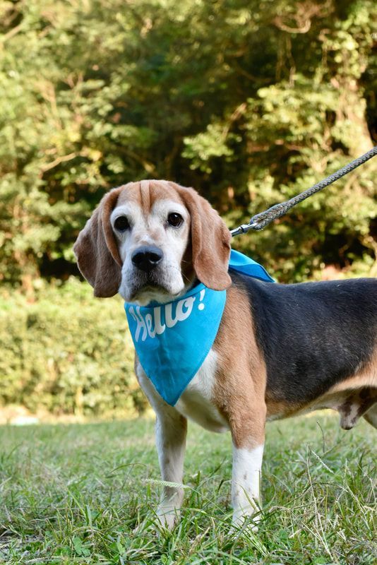 A beagle dog wearing a blue bandana is standing in the grass.