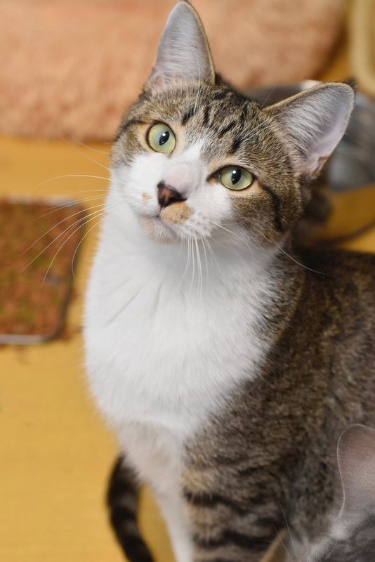 A gray and white cat with green eyes is looking up at the camera.