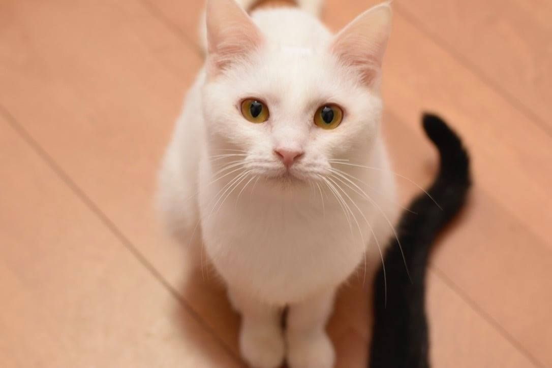 A white cat is standing next to a black cat on a wooden floor.