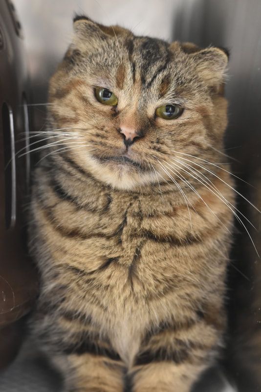 A cat is sitting in a cage and looking at the camera.