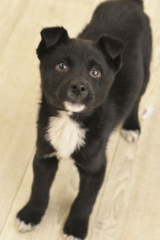 A black and white puppy standing on a wooden floor
