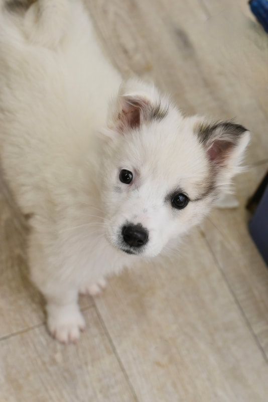 A white puppy is looking up at the camera on a wooden floor.