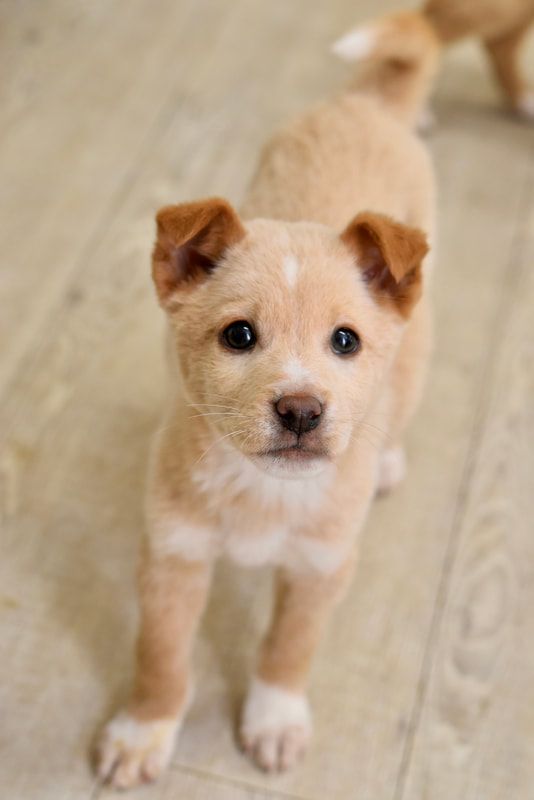 A brown and white puppy is standing on a wooden floor and looking at the camera.