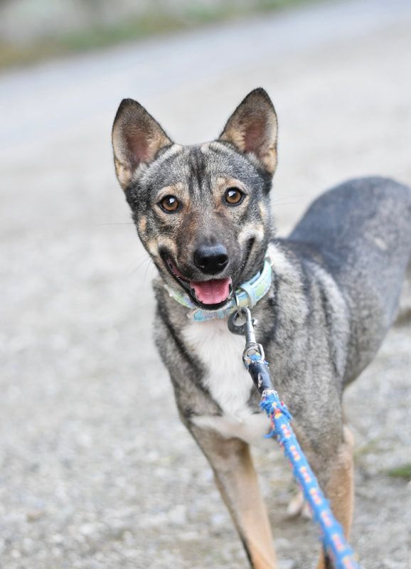 A small dog is walking on a leash and smiling.