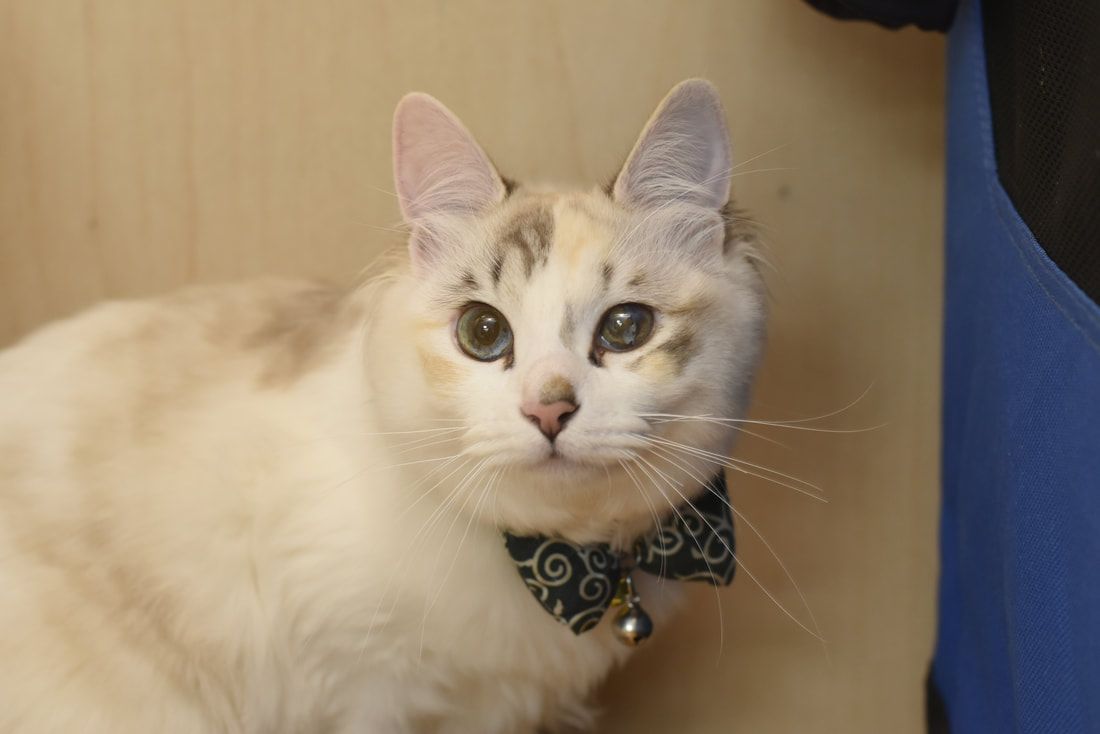 A white cat wearing a bow tie and bell is looking at the camera.