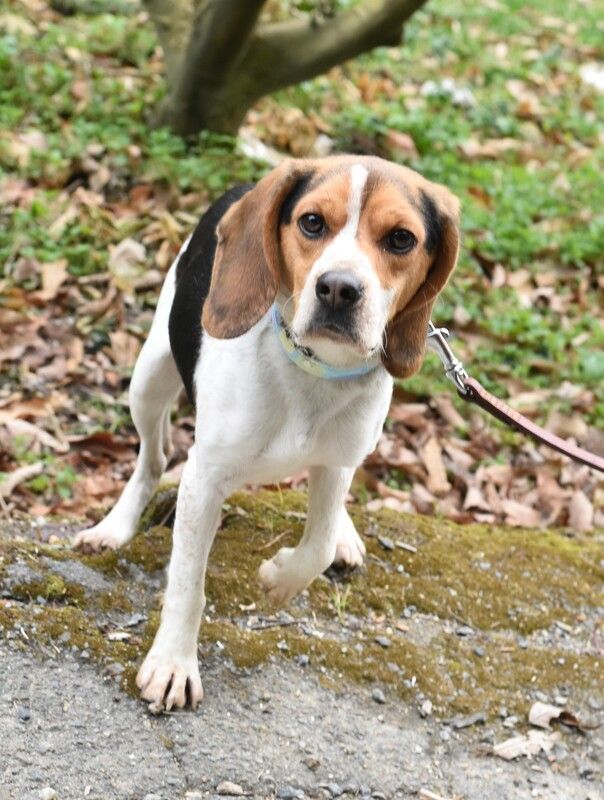 A beagle dog on a leash standing on a sidewalk