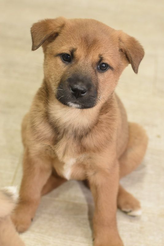 A brown puppy is sitting on the floor and looking at the camera.