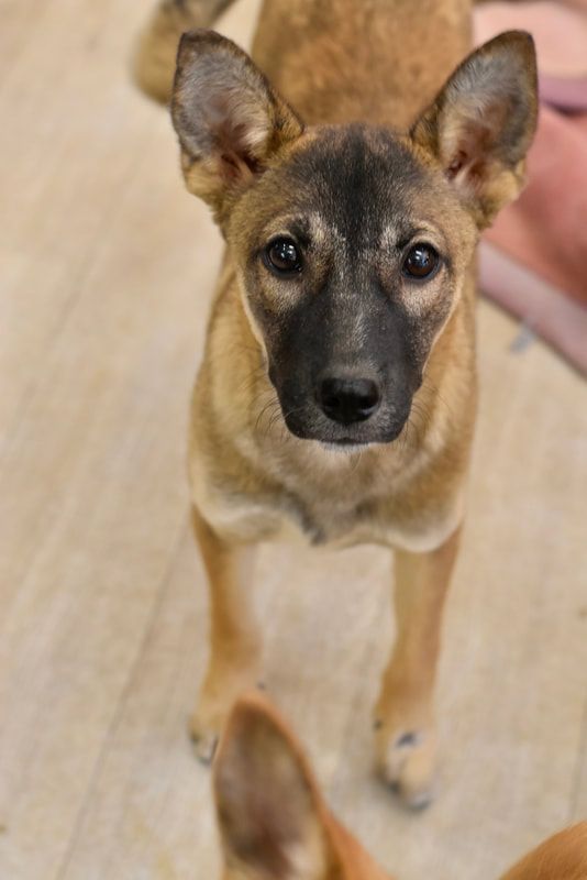 A brown and black dog is standing on a tiled floor and looking at the camera.