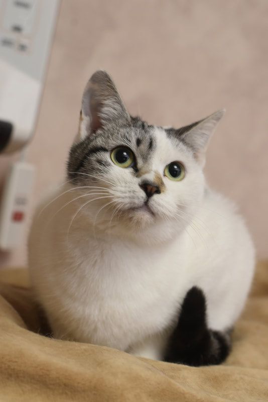 A white and gray cat is laying on a bed and looking at the camera.