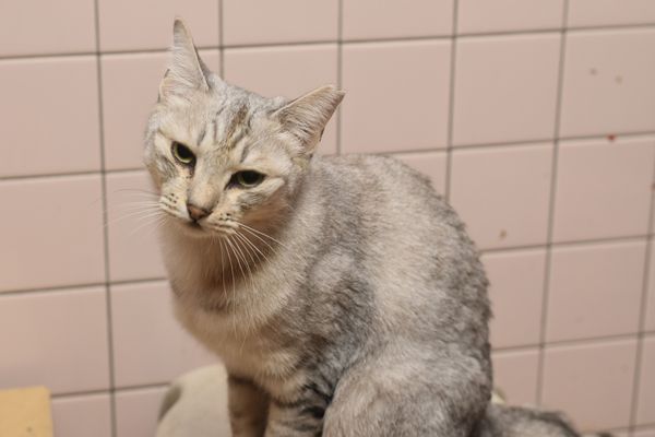 A silver cat is sitting on a toilet in front of a tiled wall.