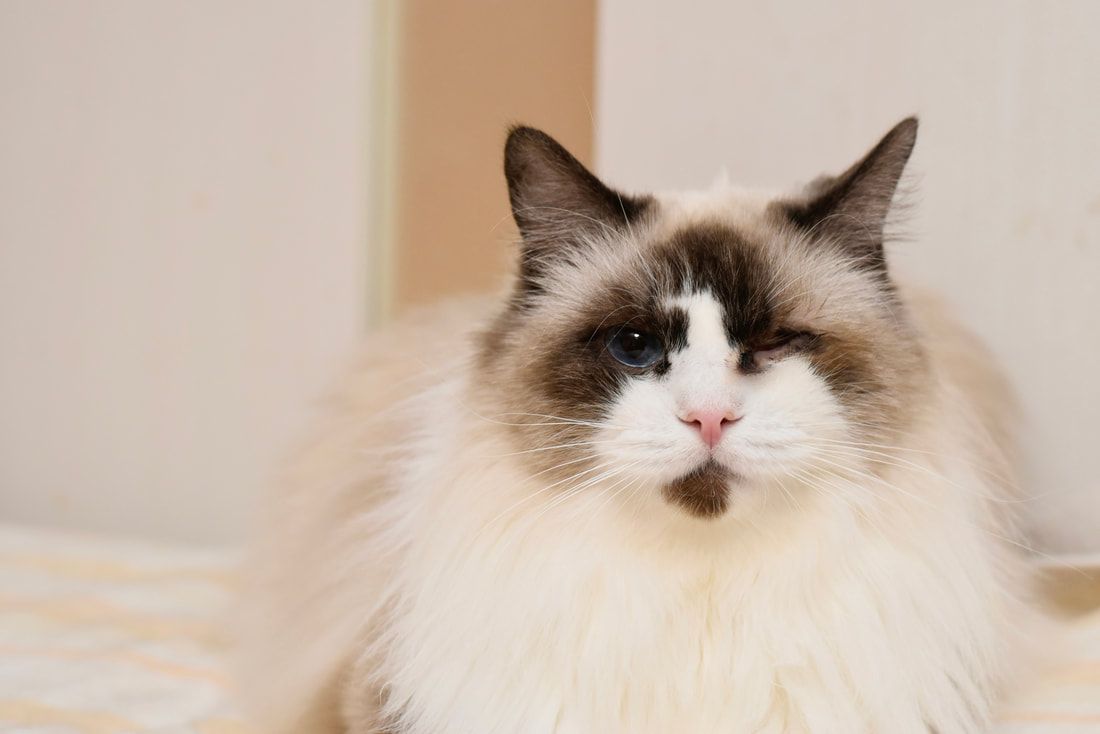 A fluffy cat is laying on a bed and looking at the camera.